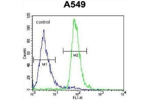 ALOX12B Antibody (C-term) flow cytometric analysis of A549 cells (right histogram) compared to a negative control cell (left histogram).