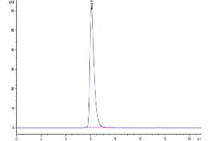 The purity of Human IL-13Ra1 is greater than 95 % as determined by SEC-HPLC.