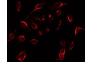 ABIN6267276 staining 293 by IF/ICC.