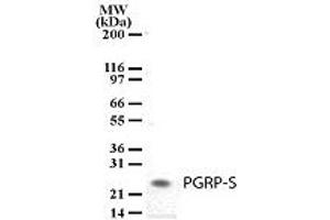Image no. 1 for anti-Peptidoglycan Recognition Protein 1 (PGLYRP1) (AA 165-180) antibody (ABIN208153) (PGLYRP1 anticorps  (AA 165-180))