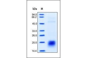 SDS-PAGE (SDS) image for CD3 epsilon (CD3E) (AA 23-126) (Active) protein (His tag) (ABIN2180778)