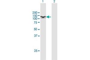 Western Blot analysis of STAT6 expression in transfected 293T cell line by STAT6 MaxPab polyclonal antibody.