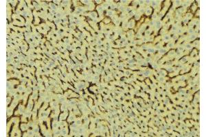 ABIN6276677 at 1/100 staining Mouse liver tissue by IHC-P. (PROC anticorps  (Internal Region))
