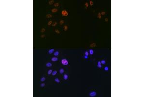 Immunofluorescence analysis of U2OS cells using SUPT5H/SPT5 Rabbit mAb (ABIN7270878) at dilution of 1:100 (40x lens). (SUPT5H anticorps)