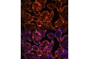 Immunofluorescence analysis of human placenta using ENTPD1/CD39 Polyclonal Antibody (ABIN1679729, ABIN3018088, ABIN3018089 and ABIN6220354) at dilution of 1:100 (40x lens). (CD39 anticorps  (AA 1-180))
