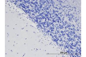 Immunohistochemistry (IHC) image for anti-Teneurin 3 (ODZ3) antibody (ABIN5929799) (TENM3 anticorps)