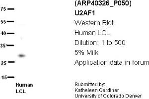 Image no. 2 for anti-U2 Small Nuclear RNA Auxiliary Factor 1 (U2AF1) (N-Term) antibody (ABIN2778748) (U2AF1 anticorps  (N-Term))