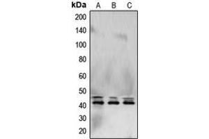Western blot analysis of ERK1/2 expression in HeLa (A), NIH3T3 (B), PC12 (C) whole cell lysates. (ERK1/2 anticorps  (C-Term))