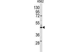 Western blot analysis of anti-SPHK1 Antibody (N-term) in K562 cell line lysates (35 µg/lane). (SPHK1 anticorps  (N-Term))