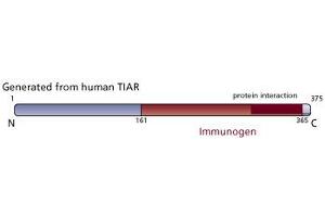 Image no. 3 for anti-TIA1 Cytotoxic Granule-Associated RNA Binding Protein-Like 1 (TIAL1) (AA 161-365) antibody (ABIN967917)