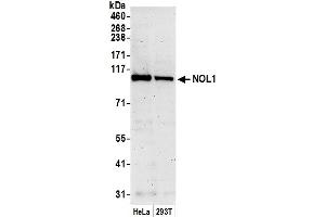 anti-Nucleolar Protein 1 (NOL1) (AA 762-812) antibody