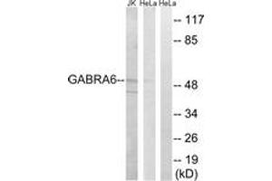 Western Blotting (WB) image for anti-gamma-aminobutyric Acid (GABA) A Receptor, alpha 6 (GABRA6) (AA 61-110) antibody (ABIN2890331) (GABRA6 anticorps  (AA 61-110))