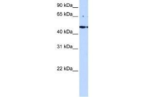 LYK5 antibody used at 0. (STRADA anticorps  (C-Term))