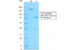 SDS-PAGE Analysis Purified Histone H1 Mouse Recombinant Monoclonal Antibody (r1415-1).