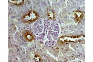 Rat kidney tissue was stained by Anti-Autoxin (369-391) (Human, Mouse) Serum