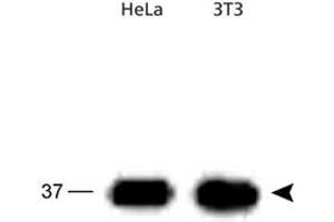 Western blot analysis of APEX1 in HeLa and 3T3 cell lysates using APEX1 polyclonal antibody . (APEX1 anticorps)