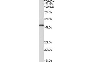 ABIN625823 (0. (GNAQ anticorps  (AA 162-175))