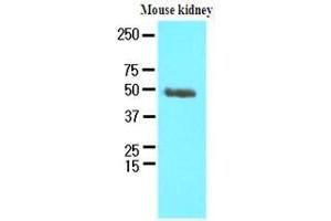 The extracts of mouse kidney (60 ug) were resolved by SDS-PAGE, transferred to nitrocellulose membrane and probed with anti-human PSMD11 (1:250).