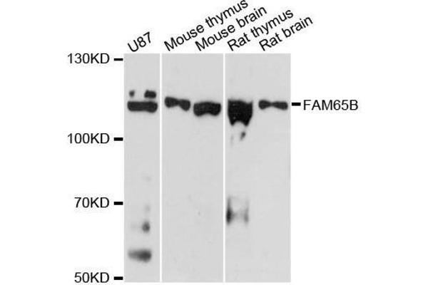 FAM65B 抗体  (AA 1-210)