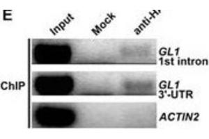 Image no. 1 for anti-HA-Tag antibody (ABIN2932102) (HA-Tag anticorps)