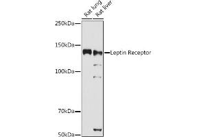 Western blot analysis of extracts of various cell lines, using Leptin Receptor antibody (ABIN3017145, ABIN3017146, ABIN3017147 and ABIN6219976) at 1:1000 dilution.