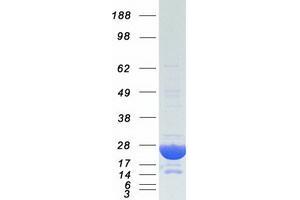 Validation with Western Blot