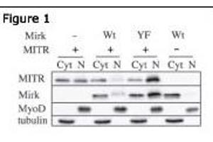 Figure 1: Immunoblots for MITR ((ABIN387960 and ABIN2844679) HDAC9 N-term antibody), Mirk, MyoD and tubulin proteins are shown for cytoplasmic (Cyt) and nuclear (N) extracts from undifferentiated C2C12 myoblasts.