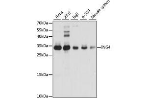 Western blot analysis of extracts of various cell lines, using ING4 antibody (ABIN6128091, ABIN6142452, ABIN6142454 and ABIN6221527) at 1:1000 dilution.