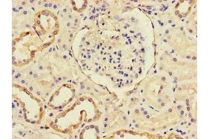 Immunohistochemistry of paraffin-embedded human kidney tissue using ABIN7146119 at dilution of 1:100