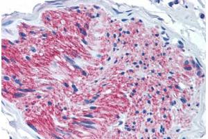 Anti-P2RX7 / P2X7 antibody  ABIN1049197 IHC staining of human pancreas, nerve.