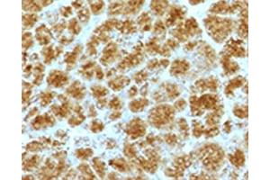 IHC testing of FFPE human pancreas with Elastase 3B antibody.