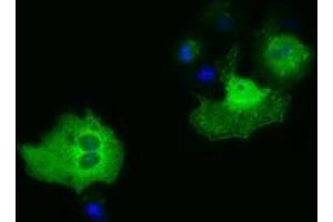 Anti-PAICS mouse monoclonal antibody (ABIN2453415) immunofluorescent staining of COS7 cells transiently transfected by pCMV6-ENTRY PAICS (RC215225). (PAICS anticorps)