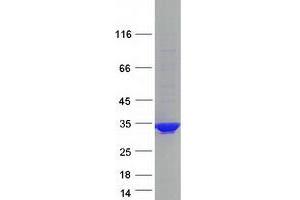 Validation with Western Blot