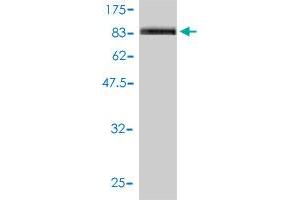 Western Blot detection against Immunogen (103.