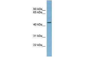 WB Suggested Anti-FBXO4  Antibody Titration: 0.