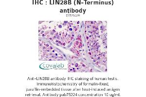 Image no. 1 for anti-Lin-28 Homolog B (LIN28B) (N-Term) antibody (ABIN2852407) (LIN28B anticorps  (N-Term))