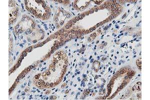 Image no. 8 for anti-Leucine Carboxyl Methyltransferase 1 (LCMT1) antibody (ABIN1499107) (LCMT1 anticorps)