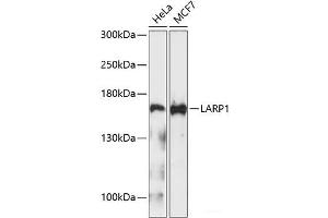 Western blot analysis of extracts of various cell lines using LARP1 Polyclonal Antibody at dilution of 1:1000. (LARP1 anticorps)