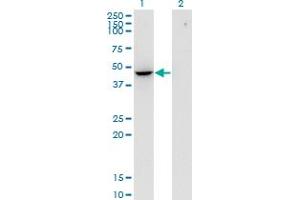 Western Blot analysis of FLOT2 expression in transfected 293T cell line by FLOT2 monoclonal antibody (M03), clone 3G6.