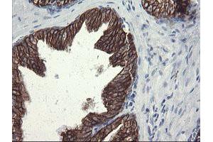 Image no. 5 for anti-Src-like-adaptor 2 (SLA2) antibody (ABIN1500949) (SLAP2 anticorps)