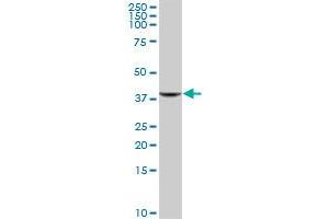 GIMAP4 MaxPab polyclonal antibody.
