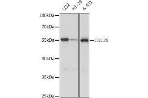 Western blot analysis of extracts of various cell lines, using CDC20 antibody (ABIN7266246) at 1:1000 dilution.