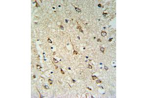 DNAJC6 Antibody IHC analysis in formalin fixed and paraffin embedded human brain tissue followed by peroxidase conjugation of the secondary antibody and DAB staining.