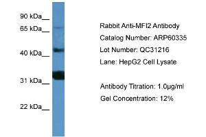 WB Suggested Anti-MFI2  Antibody Titration: 0. (MFI2 anticorps  (C-Term))