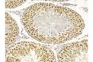 DDX39 Mouse Monoclonal Antibody at 1/100 staining rat testis tissue by IHC-P.