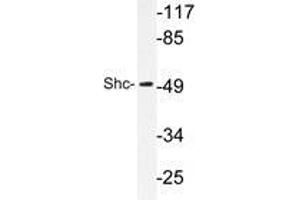 Western blot analysis of Shc antibody in extracts from HeLa cells. (SHC1 anticorps)
