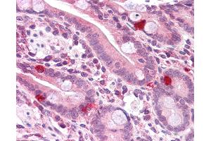 Anti-PPAPDC2 antibody IHC of human small intestine.
