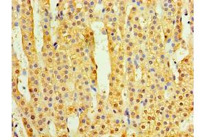 Immunohistochemistry of paraffin-embedded human adrenal gland tissue using ABIN7173221 at dilution of 1:100 (TMEM44 anticorps  (AA 269-439))