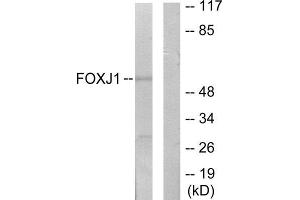 Western Blotting (WB) image for anti-Forkhead Box J1 (FOXJ1) (Internal Region) antibody (ABIN1849864) (FOXJ1 anticorps  (Internal Region))