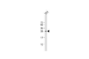 Anti-C19orf38 Antibody (Center) at 1:1000 dilution + 293 whole cell lysate Lysates/proteins at 20 μg per lane. (C19orf38 anticorps  (AA 129-158))